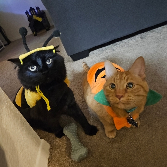 Meet your Posher, Lex - Picture 2 of 4